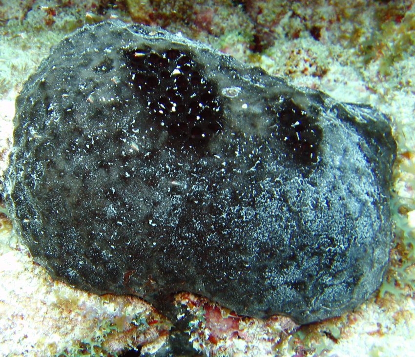 Ircinia strobilina